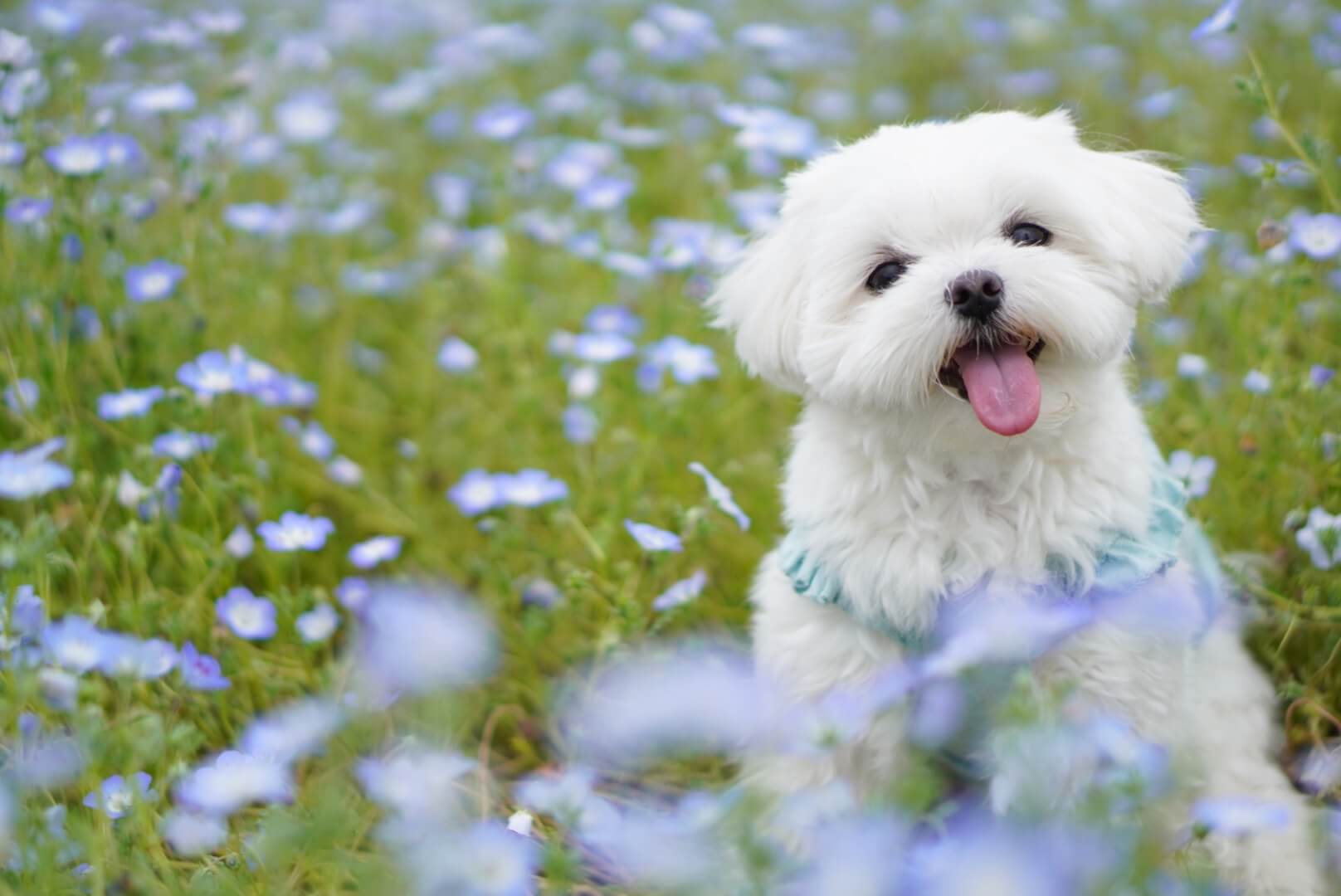 マルチーズの性格とは？特徴や飼い方など徹底解説